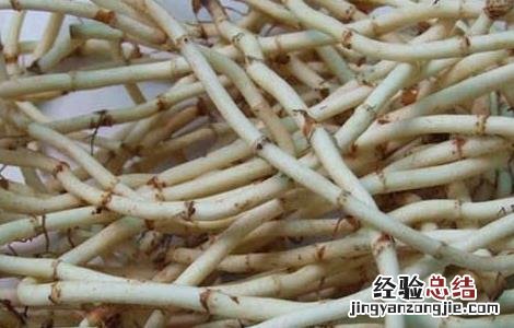 折耳根的功效与作用 折耳根的功效与作用及禁忌、副作用