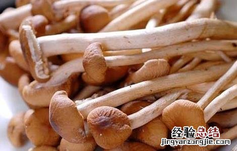 虫草花的功效与作用 茶树菇的功效与作用