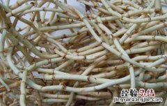 折耳根泡水喝的功效和副作用 折耳根泡水的功效与作用