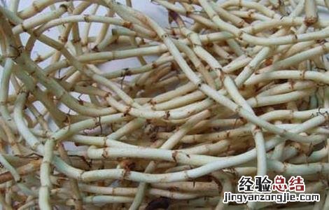 折耳根泡水喝的功效和副作用 折耳根泡水的功效与作用