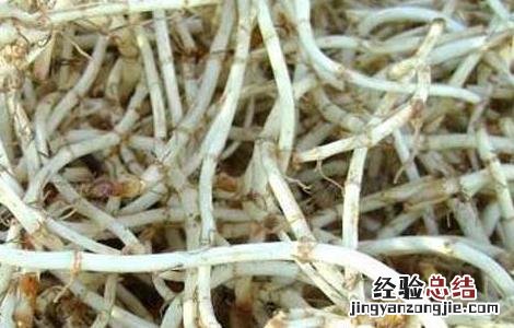 折耳根泡水喝的功效和副作用 折耳根泡水的功效与作用