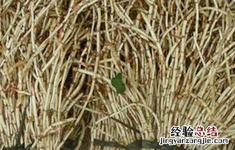 折耳根泡水喝的功效和副作用 折耳根泡水的功效与作用