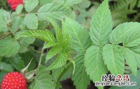 覆盆子叶茶的功效与作用 覆盆子茶的功效和作用