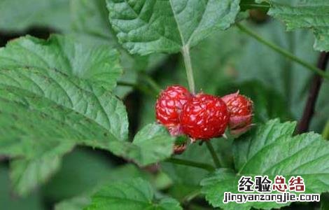 覆盆子叶茶的功效与作用 覆盆子茶的功效和作用