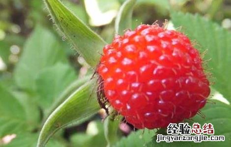 覆盆子叶茶的功效与作用 覆盆子茶的功效和作用