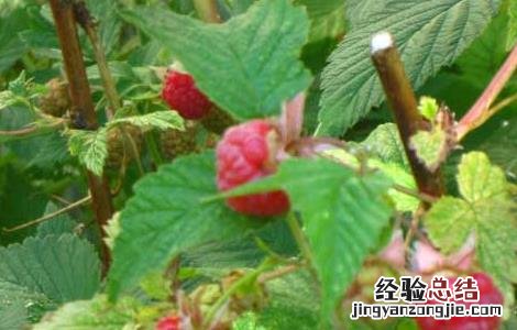 覆盆子叶茶的功效与作用 覆盆子茶的功效和作用