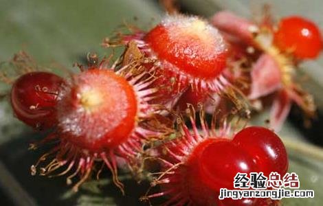 覆盆子叶茶的功效与作用 覆盆子茶的功效和作用