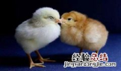 刚孵化的小鸡怎样辨认公母图解 刚孵化的小鸡怎样辨认公母