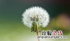 桔子和婆婆丁相克吗 桔子和婆婆丁是否相克