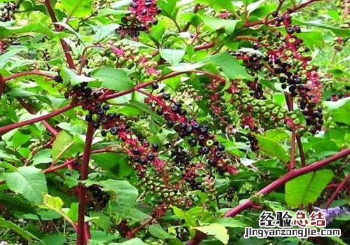 商陆的营养价值