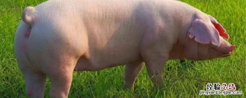海南海母猪是什么 海母猪是什么东西