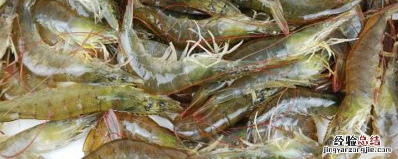纤毛虫的根治和预防 纤毛虫的根治和预防海参