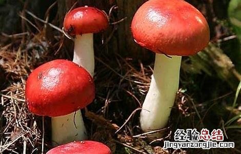 红菇的功效与作用及食用方法红 红菇的功效与作用及食用方法