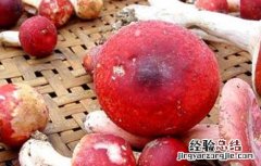 红菇的功效与作用及食用方法红 红菇的功效与作用及食用方法
