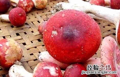 红菇的功效与作用及食用方法红 红菇的功效与作用及食用方法