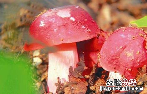 红菇的功效与作用及食用方法红 红菇的功效与作用及食用方法