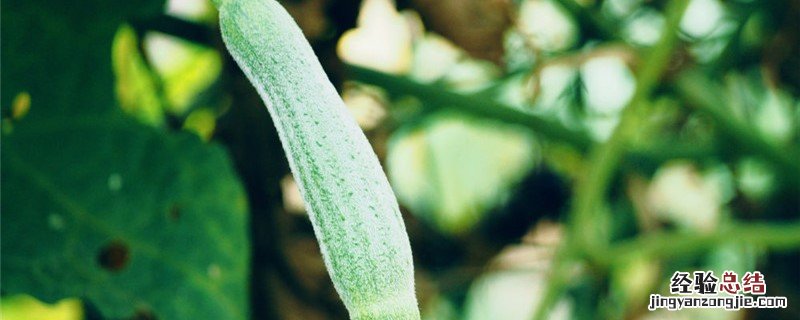 露天丝瓜什么时候播种 露天丝瓜什么时候成熟