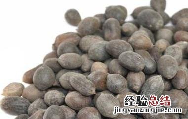 石莲肉和石莲子的区别 石莲肉和莲子的区别