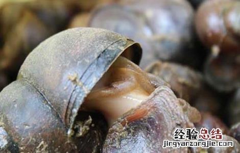 田螺的营养价值及功效与作用禁忌 田螺的营养价值