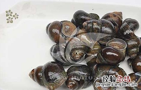 田螺的营养价值及功效与作用禁忌 田螺的营养价值