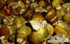 田螺的营养价值及功效与作用禁忌 田螺的营养价值