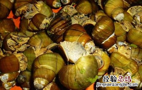 田螺的营养价值及功效与作用禁忌 田螺的营养价值
