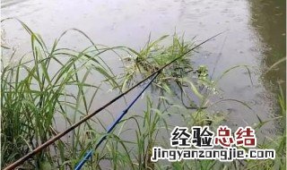 藕塘钓鲫鱼无口怎么办 钓鲫鱼没口怎么办