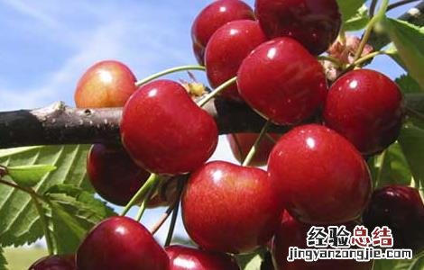 车厘子的功效与作用 车厘子的功效与作用及营养价值