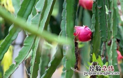 孕妇吃火龙果的好处和坏处 吃火龙果的好处和坏处