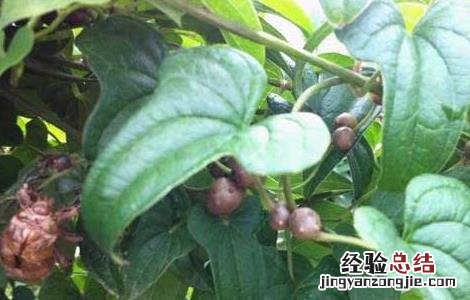 山药豆的功效与作用和山药一样吗 山药豆的功效与作用