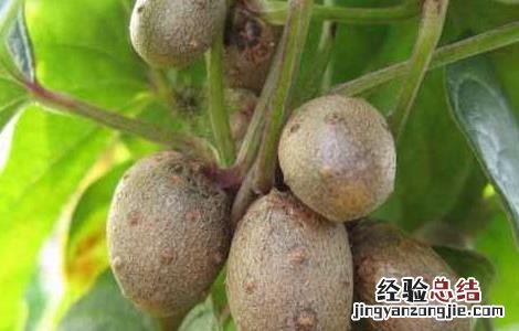 山药豆的功效与作用和山药一样吗 山药豆的功效与作用