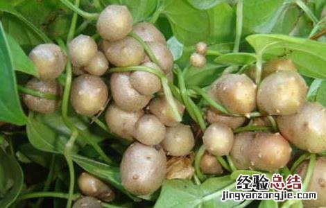 山药豆的功效与作用和山药一样吗 山药豆的功效与作用