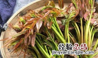 腌制香椿芽要先焯水吗 腌制香椿芽的做法