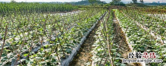 用砂石覆盖土壤表层种植瓜果 瓜地覆盖砂石对土壤的影响