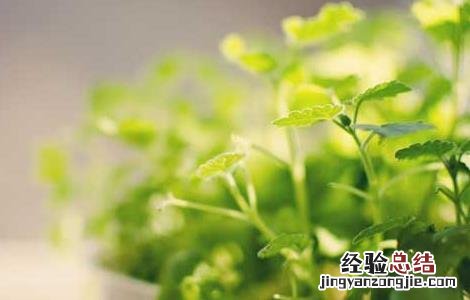 甲醛中毒症状和抢救措施视频 甲醛中毒症状和抢救措施