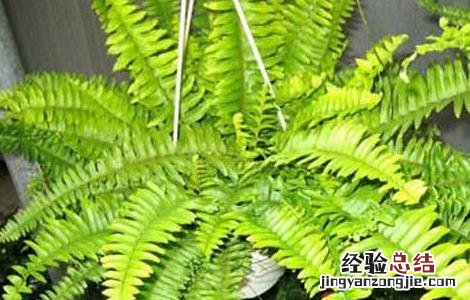 甲醛中毒症状和抢救措施视频 甲醛中毒症状和抢救措施