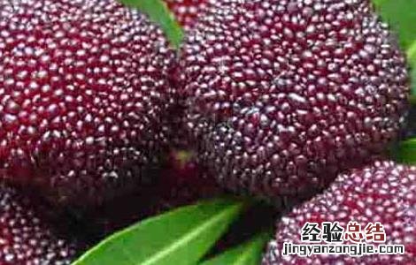 冬天喝杨梅酒的功效与作用 杨梅酒的功效与作用