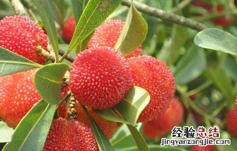 冬天喝杨梅酒的功效与作用 杨梅酒的功效与作用