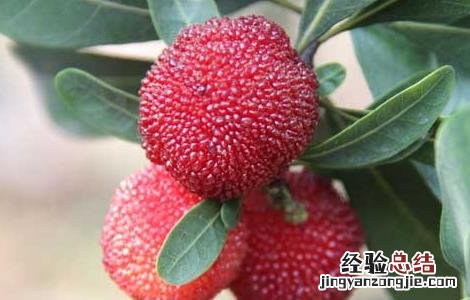 冬天喝杨梅酒的功效与作用 杨梅酒的功效与作用