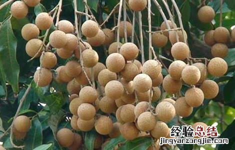 龙眼的功效与作用及禁忌 龙眼的功效与作用及禁忌人群
