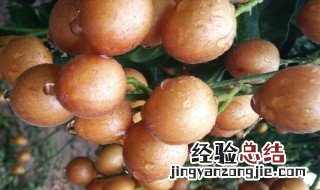 盐腌黄皮果的功效与作用 盐腌黄皮果