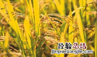 夏季农事有哪些二年级 有什么夏季农事活动
