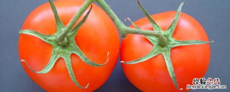 西红柿结果期怎么管理视频 西红柿结果期怎么管理