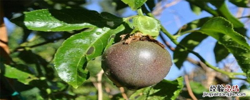 百香果的栽培与管理 百香果种植技术