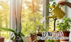 钻石翡翠植物怎么养长得好 钻石翡翠绿植怎么养