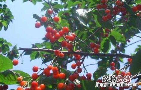 蓝莓的功效与作用 樱桃的功效与作用