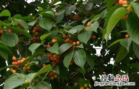 蓝莓的功效与作用 樱桃的功效与作用
