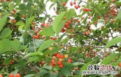 蓝莓的功效与作用 樱桃的功效与作用