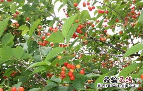 蓝莓的功效与作用 樱桃的功效与作用