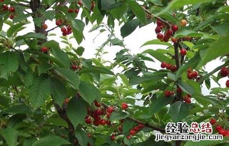 蓝莓的功效与作用 樱桃的功效与作用